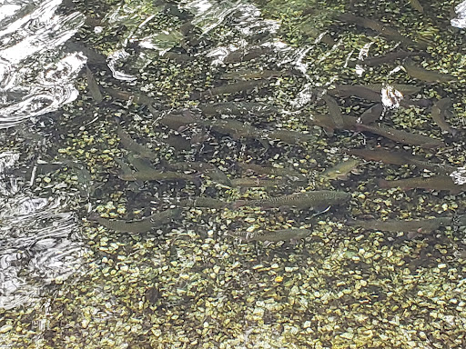 Fish Hatchery - Visual