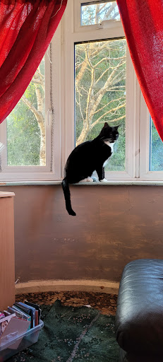 Pets at Home Weston-Super-Mare Gallery - United Kingdom