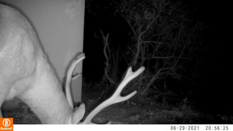 害虫プロフェッショナル【静岡中島支店】