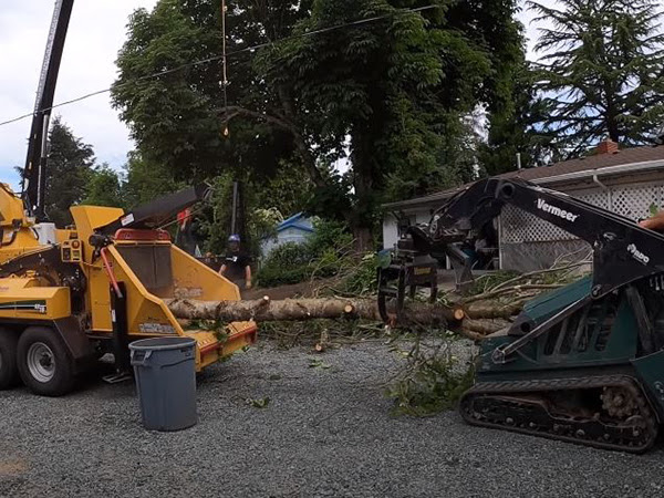 Tree service in Fredericksburg, Virginia