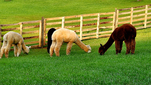 Buddy's Alpaca Farm Gallery - United States