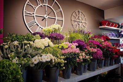 Photos of Eclat de rose