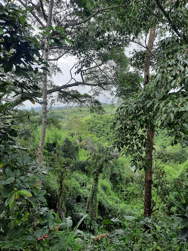 Cahaya hidup ubud bali