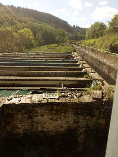 Piscifactoria - Visual