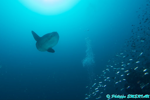Manta Club - Thumbnail