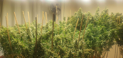 The Vault Cannabis Seeds Store - Thumbnail