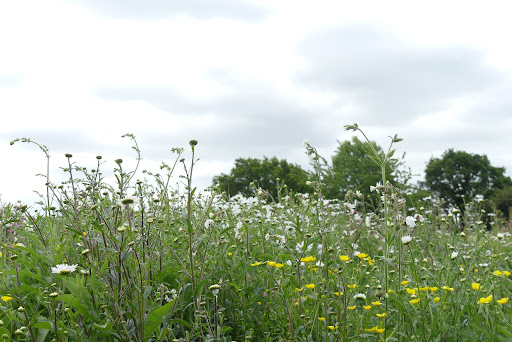 Cranfield Park - Visual