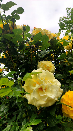 Heilbronn's Flowers Gallery - Germany