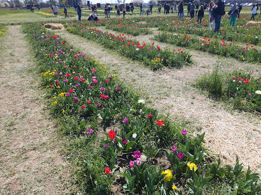 Tulipania World - Thumbnail