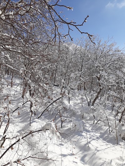 Photos of Gol-e-Narges Park