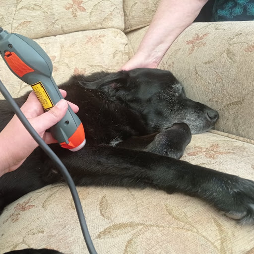 Nina's Veterinary Physiotherapy Gallery - United Kingdom
