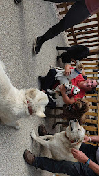 Photo n°17 de Sindy Reiki et Shiatsu Humain, Canin et Équin à Argenton-sur-Creuse (Centre de bien-être)