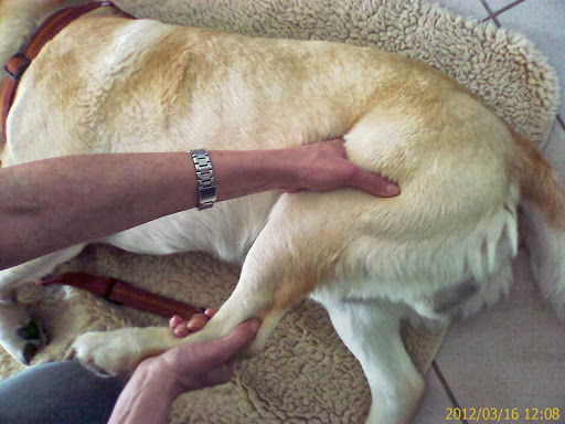 Hunde-Reha Vital - Mobile Hundephysiotherapie - Thumbnail