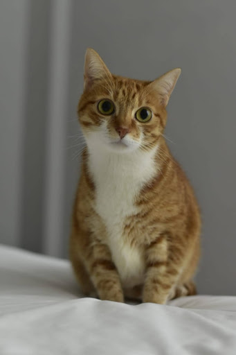 Armando Solis, La Fresneda Veterinarios - Thumbnail
