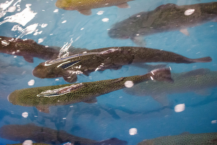 Sunburst Trout Farms And Market by null