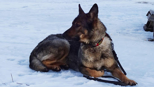 Hemhumlans Hundpensionat