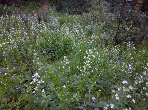 Devore Trail Camp - Thumbnail