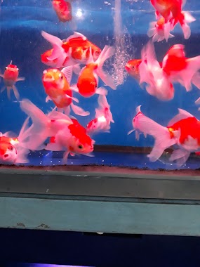 Ornamental Fish Aquarium, Author: Ellysmar Sulaiman