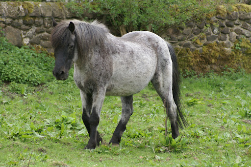 Eden Animal Sanctuary & Wildlife Centre