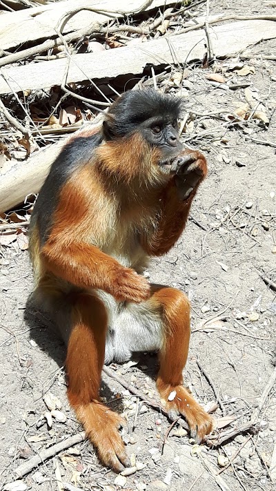 Photos of Monkey Park