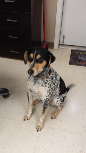 The Dirty Dog Grooming Salon & Doggie Daycare Gallery - United States