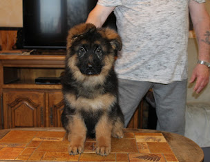 Photo n°20 de Elevage De La Roche Clotilde à Villemer (Éleveur de chiens)