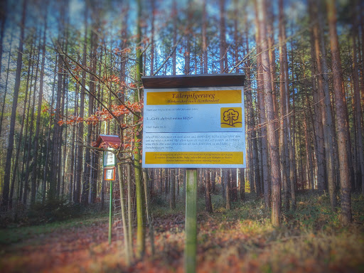Brehmbuche - Visual