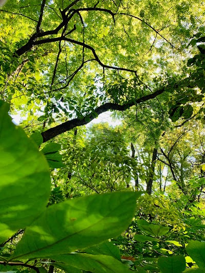 Lakeside Forest Wilderness Area