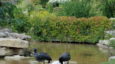 Waterfowl Exhibit