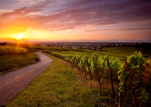 Applegate Wine Tours - Visual