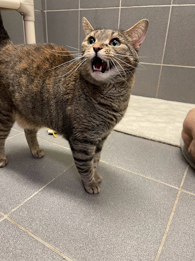 Jackson Animal Shelter - Thumbnail