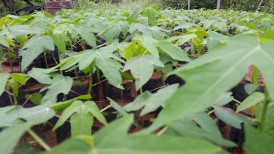 Photos of Janith Plant Nursery