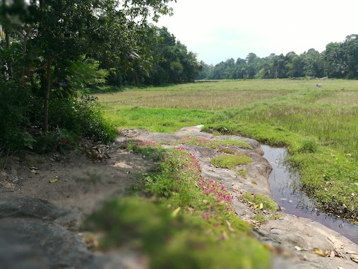 Kithulakanda Bodimalu Bhikkshuni Aaramaya, Author: Kithsiri Sembukuttiarachchige Don Nimal