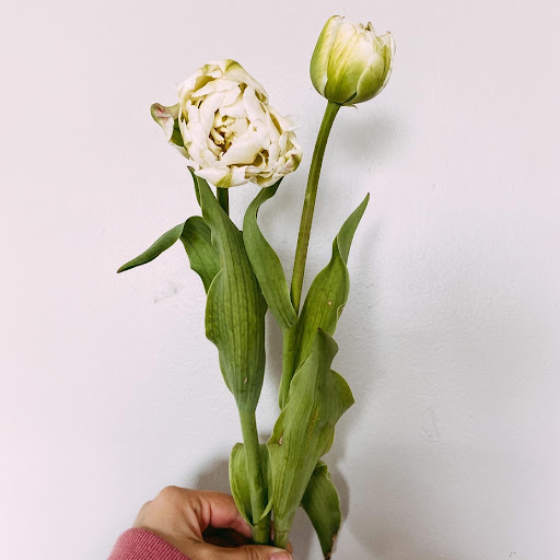 Treat Flower Farm - Thumbnail
