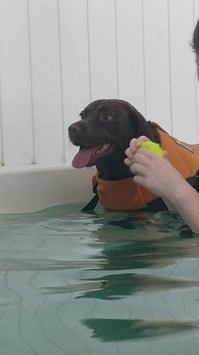 Aquapaws Sheffield Canine Hydrotherapy - Thumbnail
