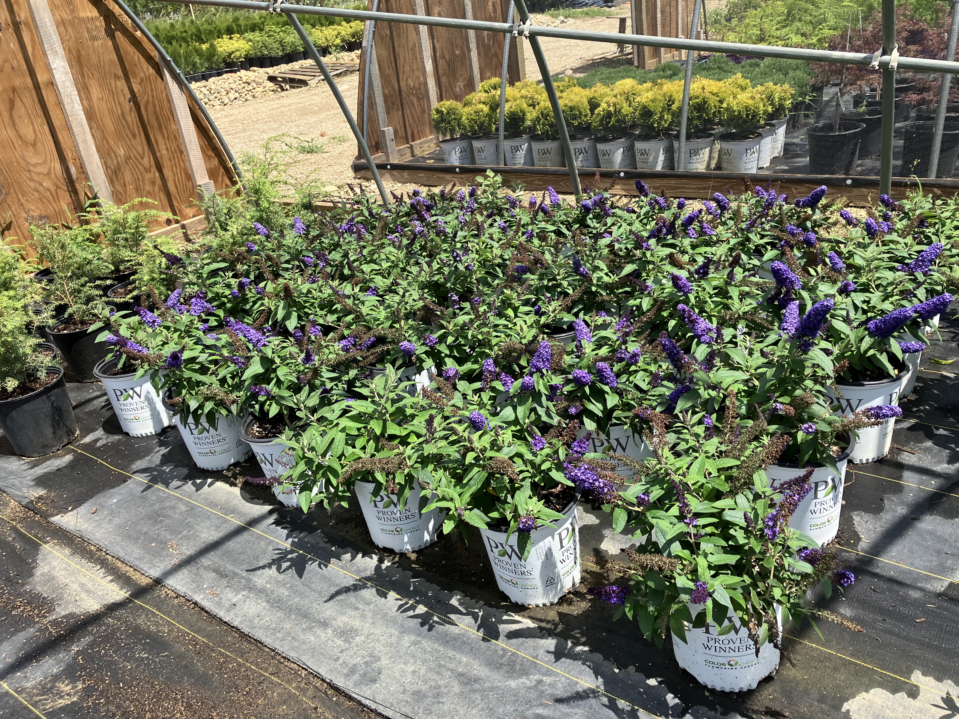 Treends Nursery