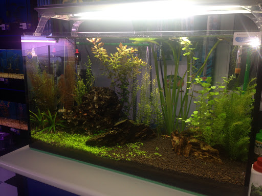 Coral Sur - Thumbnail
