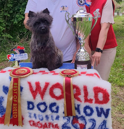 Allevamento Cairn Terrier Red’s Flame