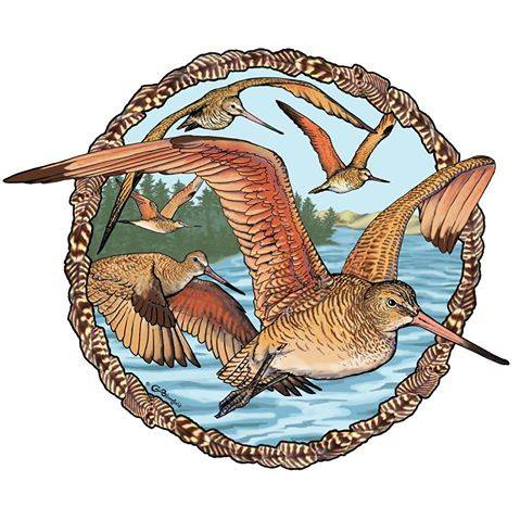 Godwit Days - Thumbnail