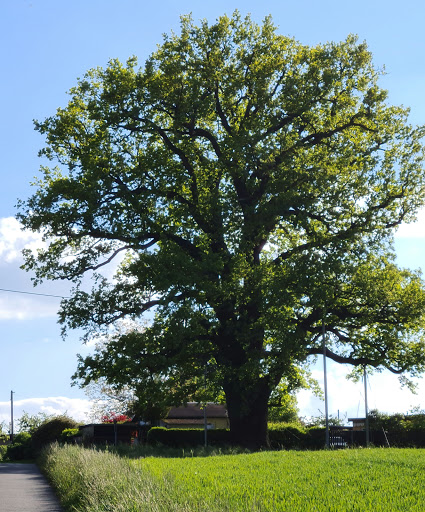 Schwedeneiche - Visual