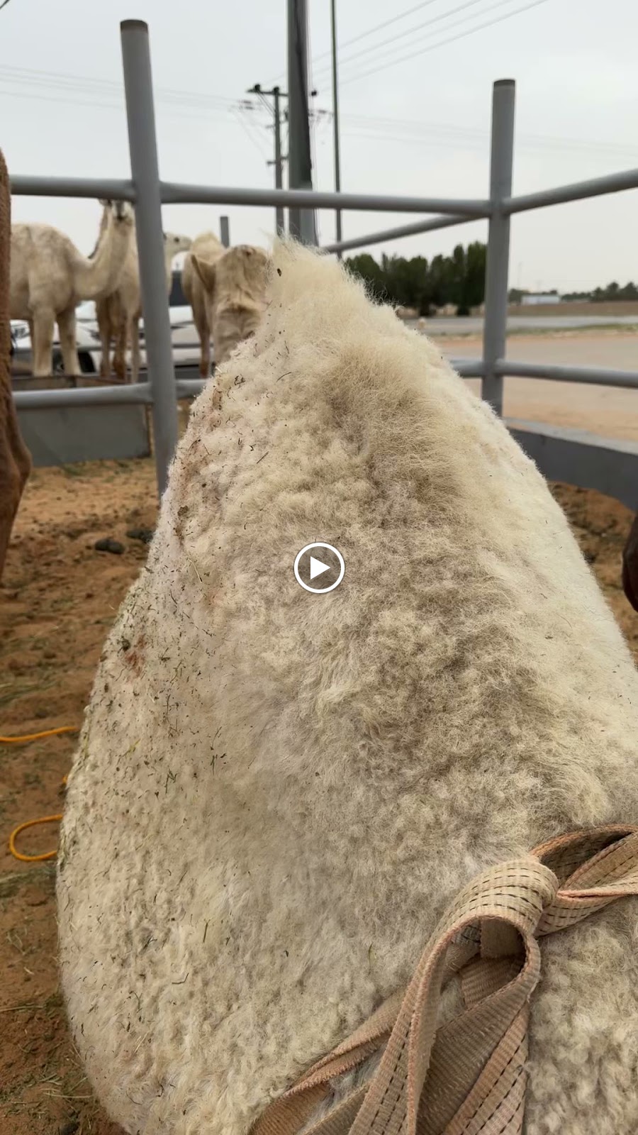 الخزيم للرعاية البيطرية ( إبل/ أغنام/خيول) - صورة 2