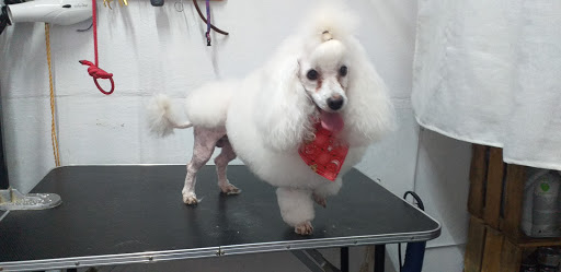Clinica veterinaria E&J