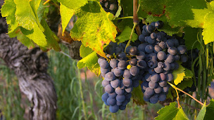 Photo n°10 de SAS Les Celliers des Vignerons Créateurs Jonquières-Saint-Vincent à Jonquières-Saint-Vincent (Magasin de vins et spiritueux)