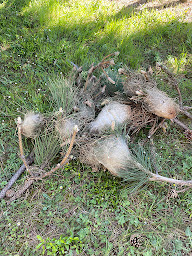 Photo n°19 de Robert Élagage 31 à Cugnaux (Service d'élagage)