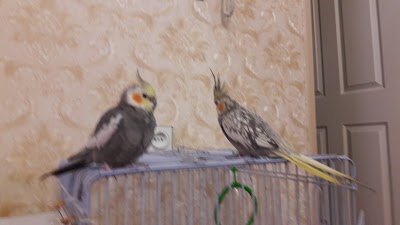 Photos of Duman Cafe
