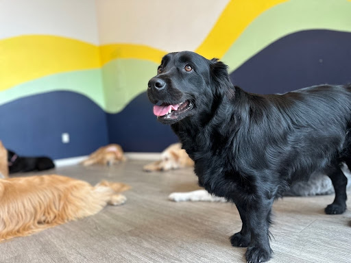 For dogs who thrive on learning and structured play, our day camp is the perfect extension of their training. We provide a safe, engaging environment where they can exercise, socialize, and have fun.
