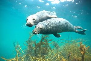 Photo n°23 de Madeo Plongée à Lanildut (Moniteur de bateau-école)