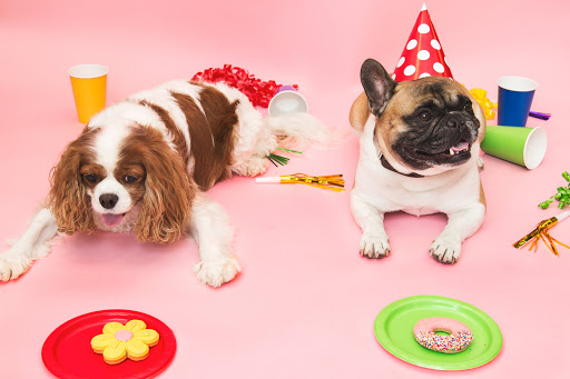 Pampered Dog Boutique