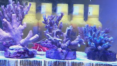 Photos of Petland Fishes