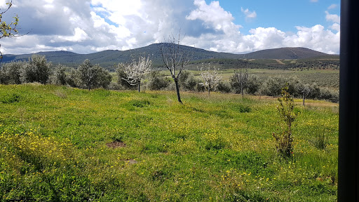 Aceite Domus Finca La Trastada
